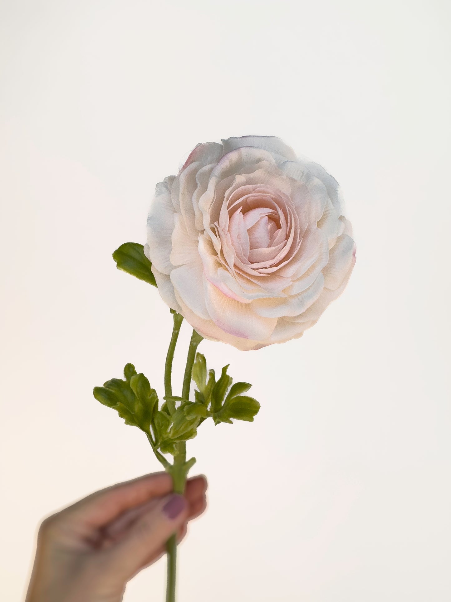 Blush Italian Cloony Ranunculus -Artificial Real Touch