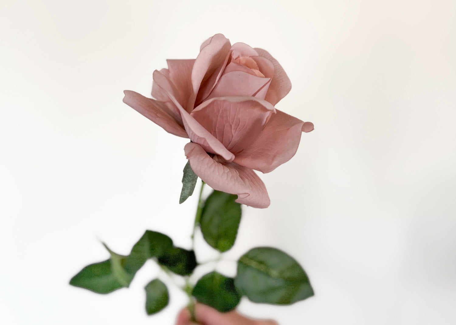 Hand holding a single mauve rose against a white background
