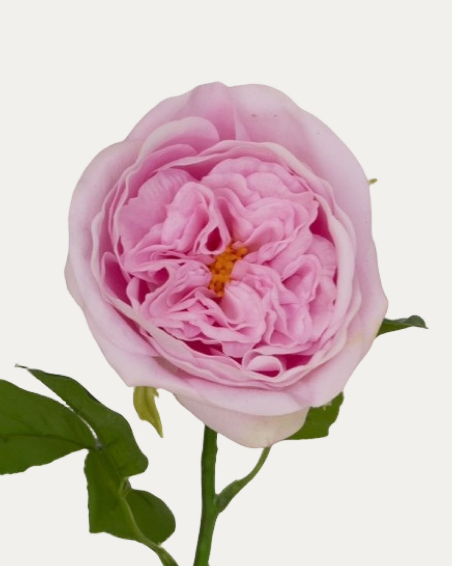 Carey Garden Rose -Artificial Real Touch