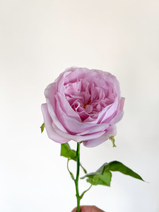 Carey Garden Rose -Artificial Real Touch