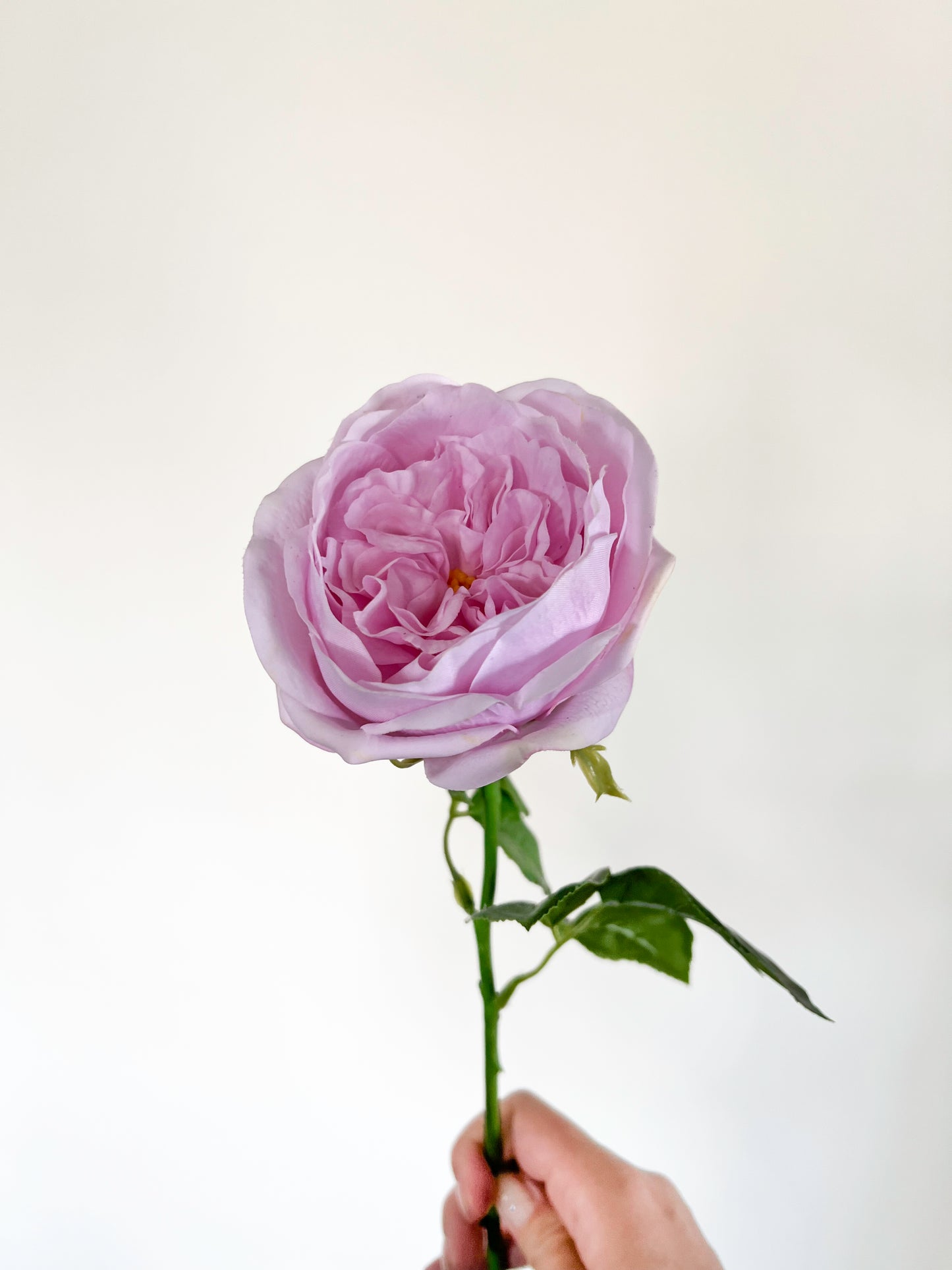 Carey Garden Rose -Artificial Real Touch