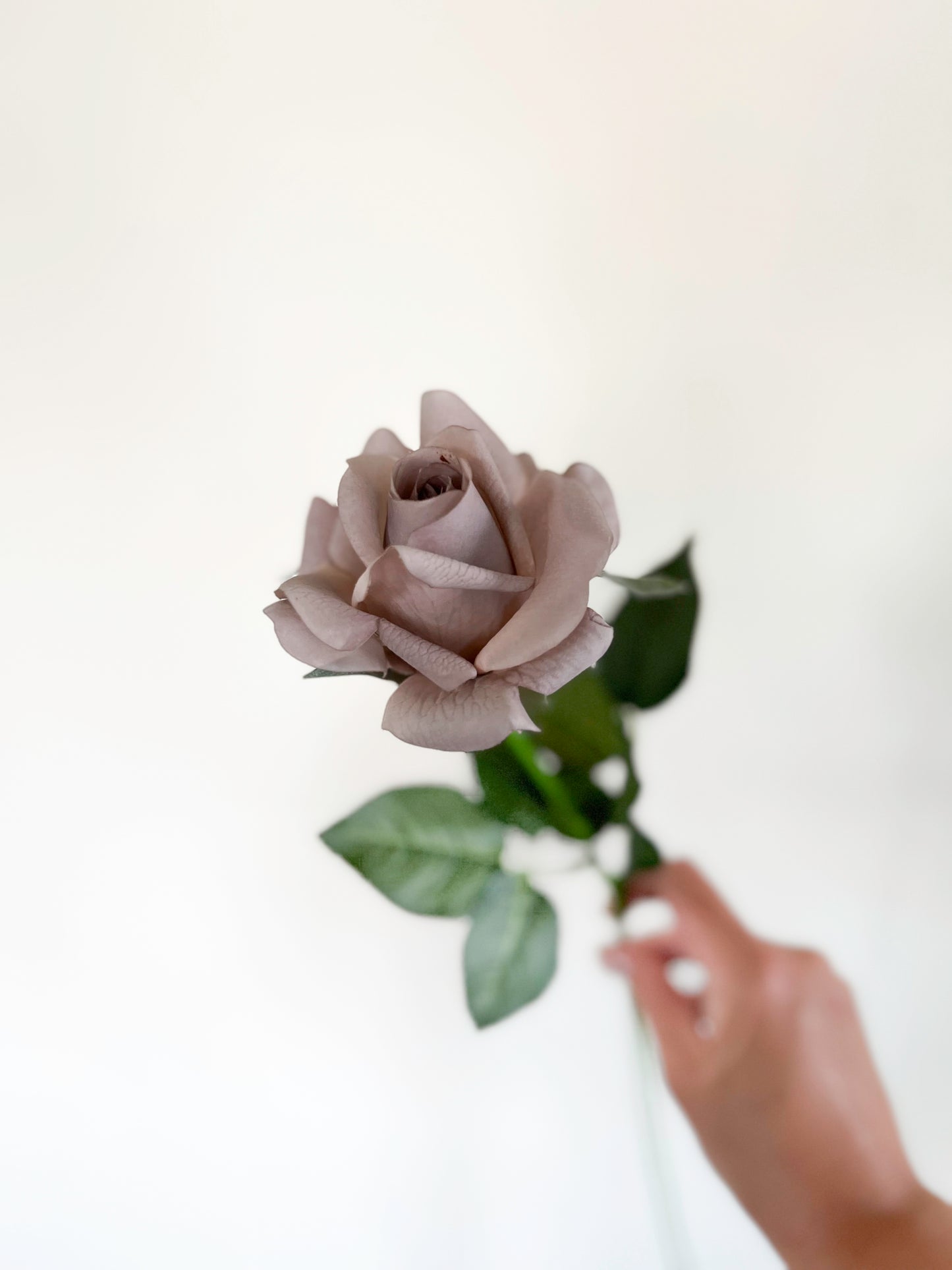 Mocca Rose -Artificial Real Touch