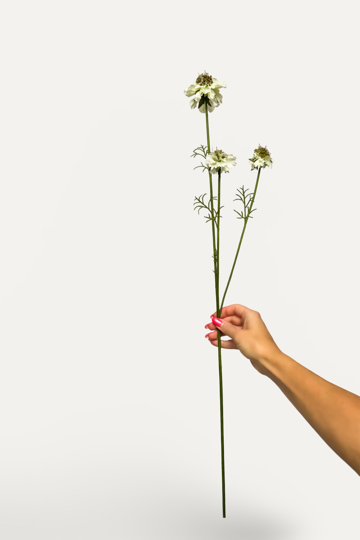 White Scabiosa – Artificial Silk