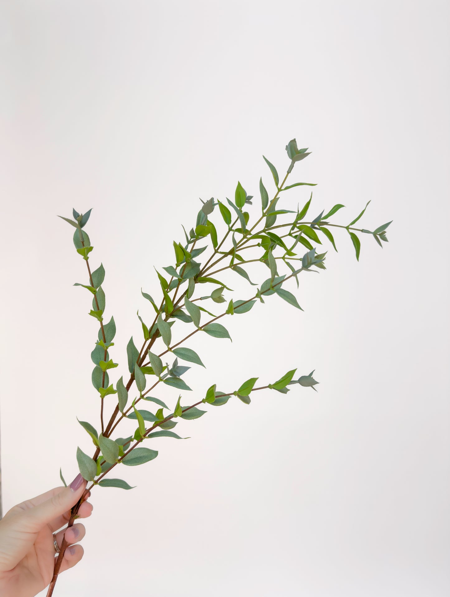 Eucalyptus Gunni -Artificial Real Touch