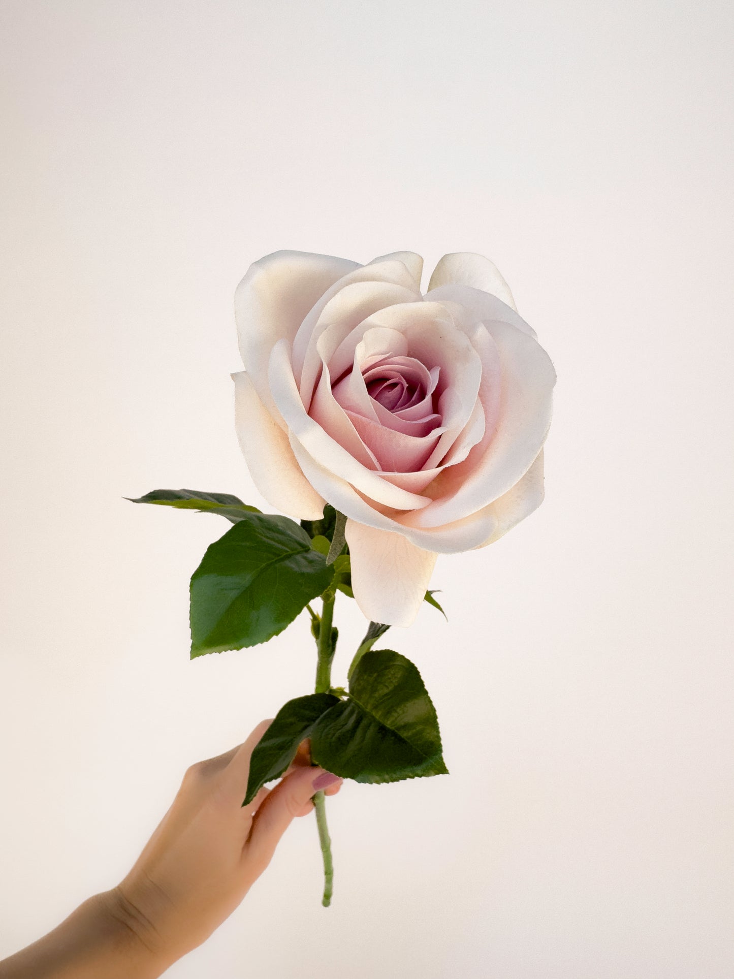 Sweet Akito Rose -Artificial Real Touch