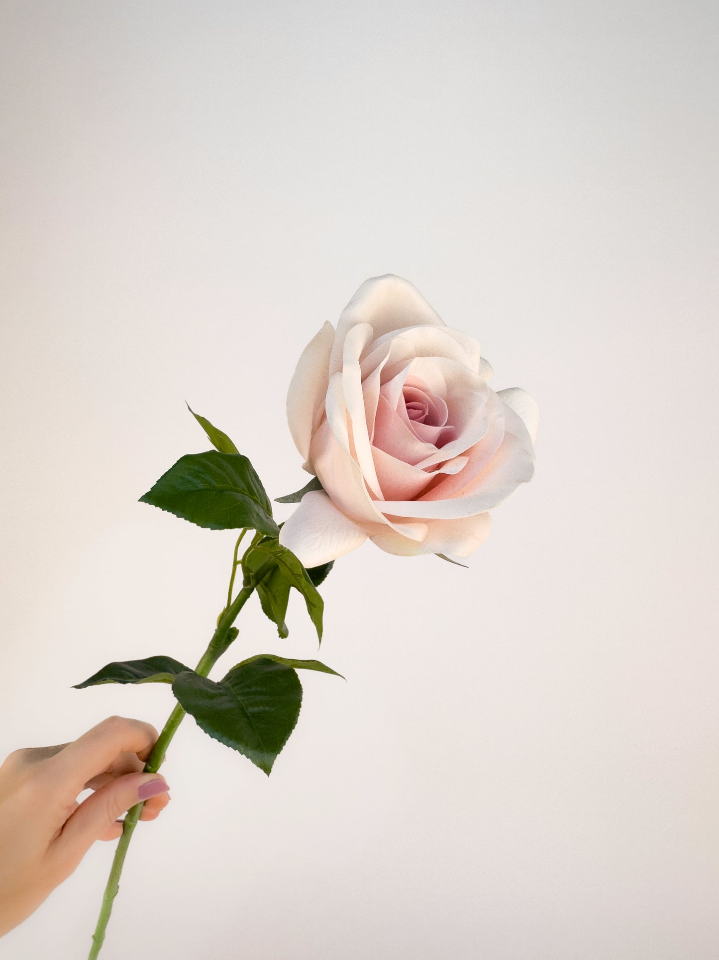 Sweet Akito Rose -Artificial Real Touch